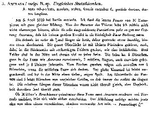 Ehrenberg, C G (1834): Physikalische Abhandlungen der Königlichen Akademie der Wissenschaften zu Berlin  p.198
